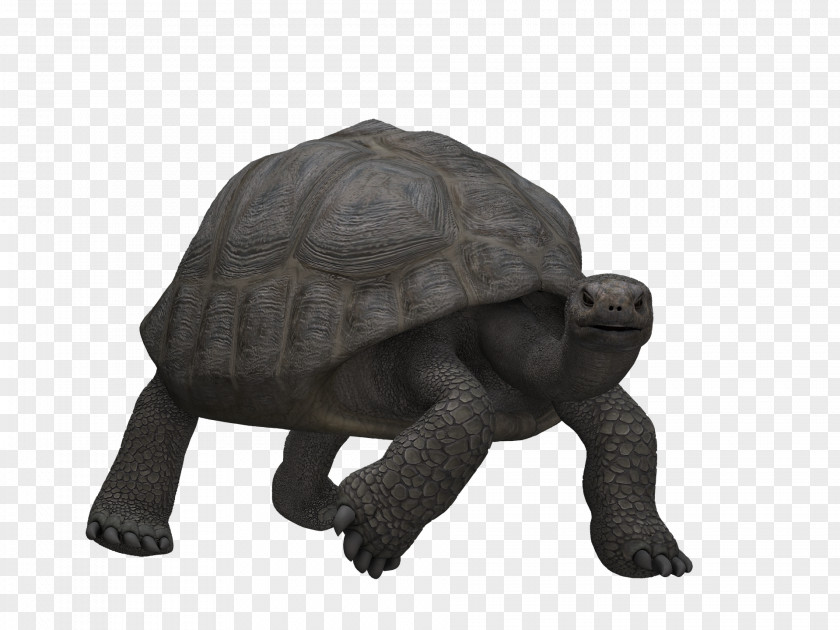 Strong Turtle Illustration PNG