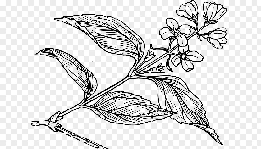 Botanical Drawing Lilac Syringa Coloring Book Clip Art PNG