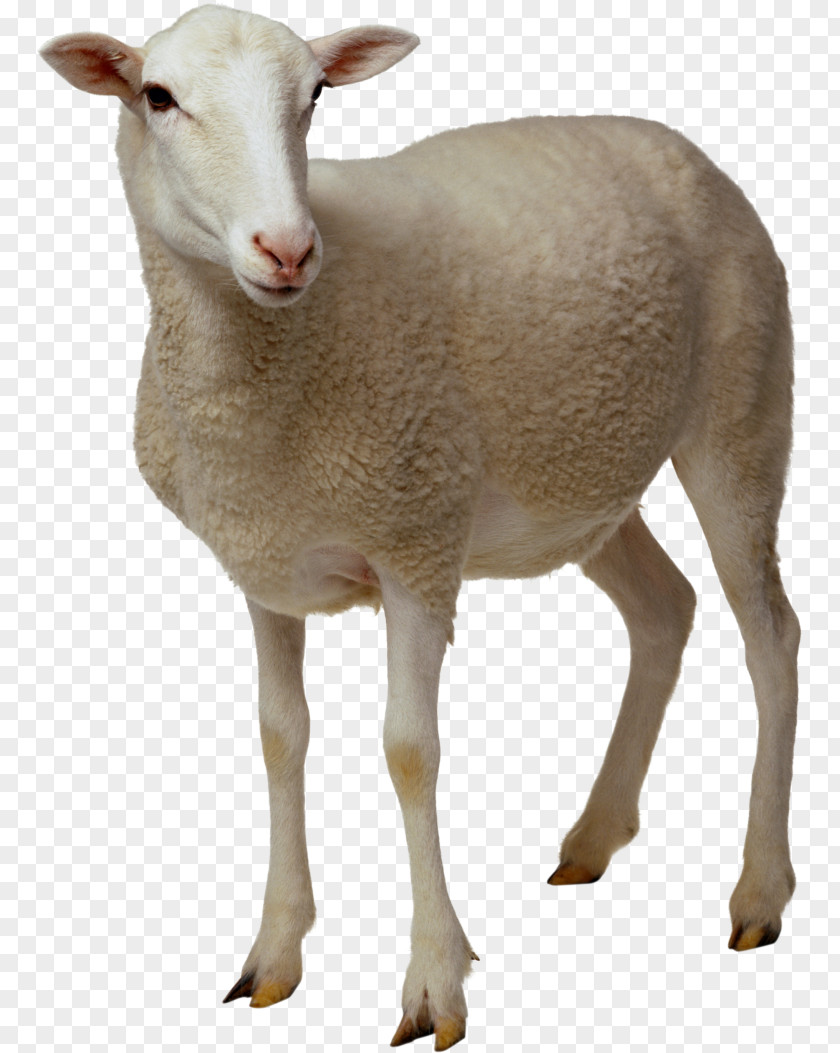 Goat Sheep Clip Art PNG