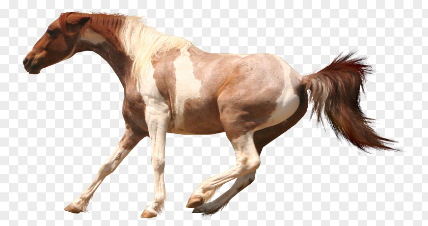 Mustang American Paint Horse Arabian Cream Draft Appaloosa PNG