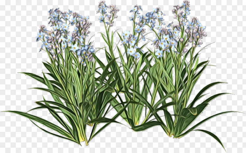 Rosemary PNG