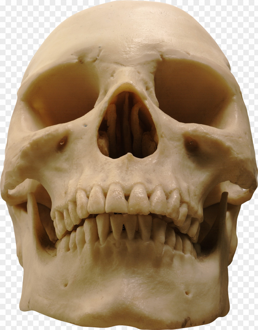 Skull Image Computer File PNG