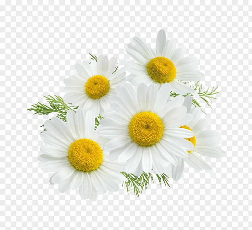 Camomile Roman Chamomile Stock Photography Royalty-free Flower PNG