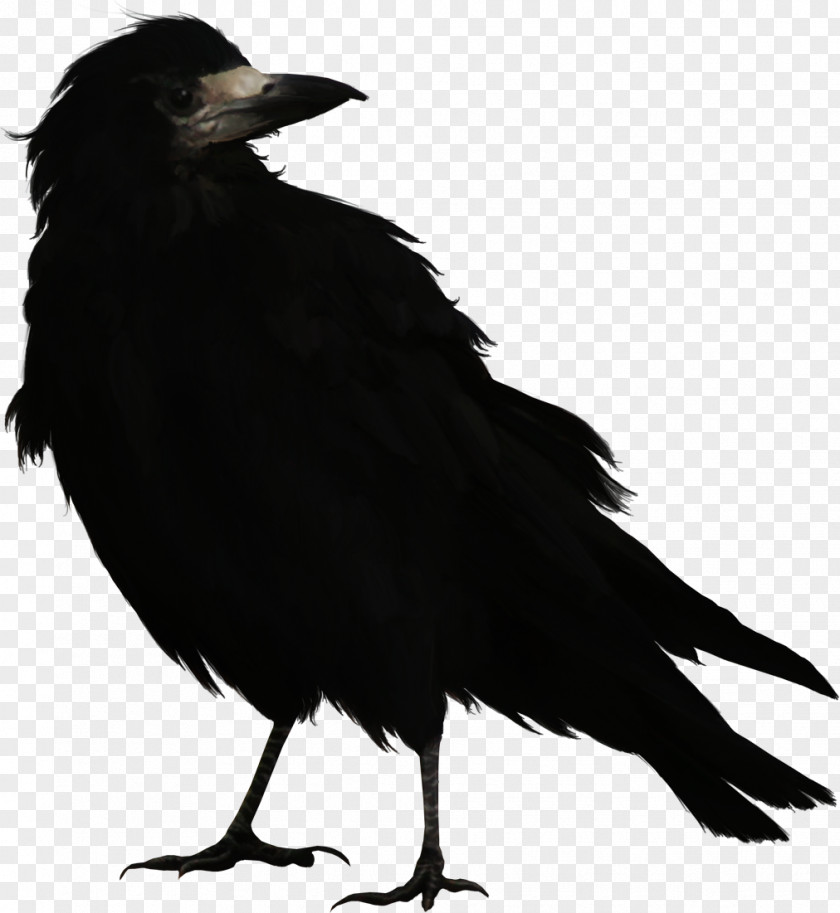 Crow Bird Common Raven PNG