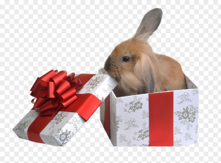 Peter Rabbit Gift Pet Birthday Photography PNG