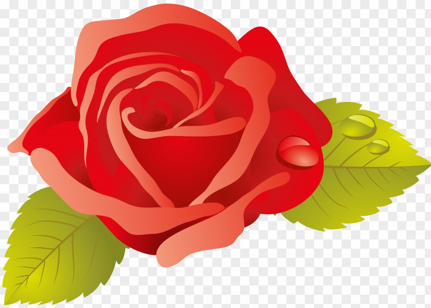 Valentine's Day Garden Roses Cabbage Rose Floribunda Cut Flowers Petal PNG