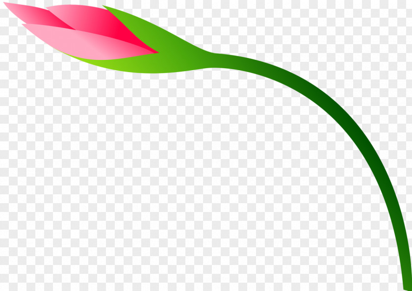 123 Tulip Flower Plant Stem Clip Art PNG