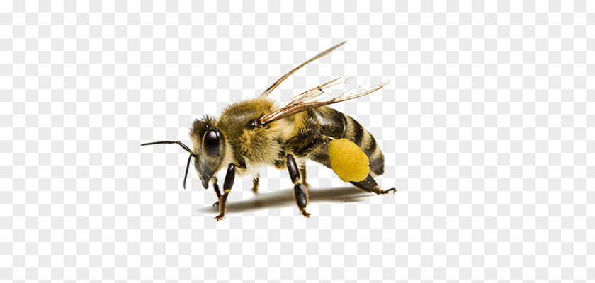 Bee Carniolan Honey Insect Beehive Pollinator PNG