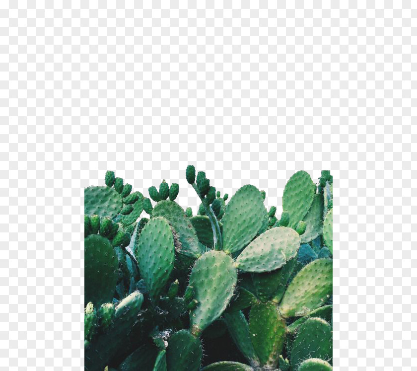 Decorative Cactus Arizona Garden Cactaceae Succulent Plant Prickly Pear PNG
