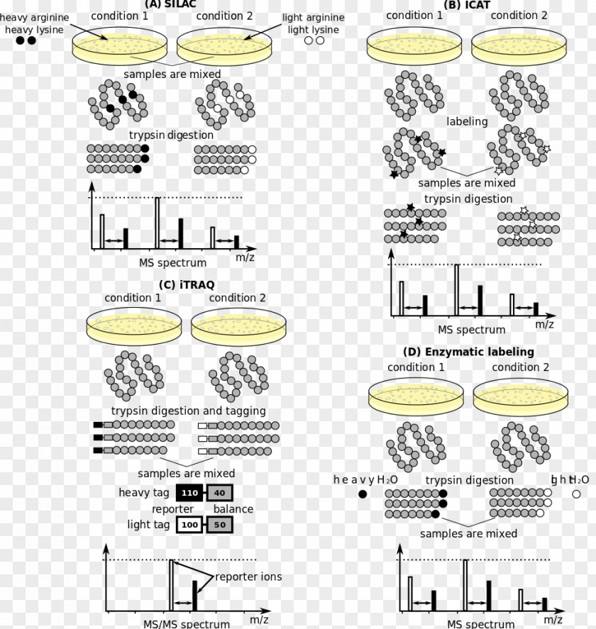 Sprung Mass Computational Systems Biology Of Cancer Quantitative Proteomics Protein Spectrometry PNG