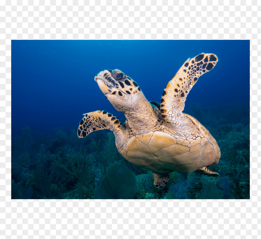 Turtle Loggerhead Sea Hawksbill Green PNG