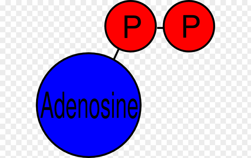 Adenosine Diphosphate Triphosphate Pyrophosphate Clip Art PNG