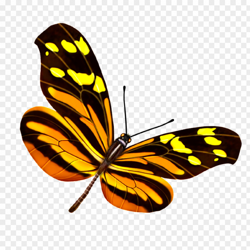 Download Butterfly Insect Image Mariposa PNG