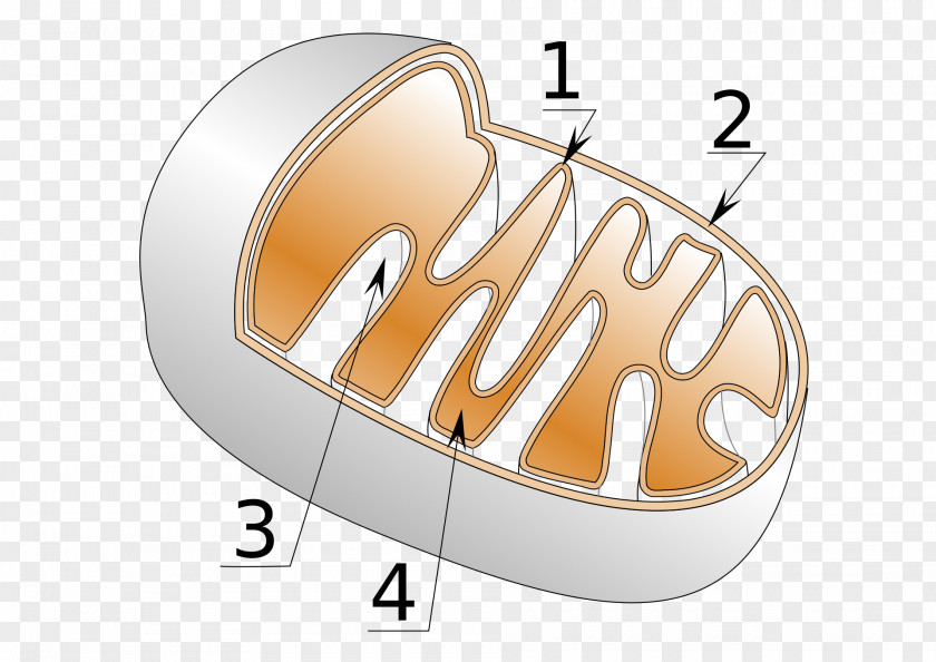 Giardia Cellular Respiration Mitochondrion Crista Adenosine Triphosphate PNG