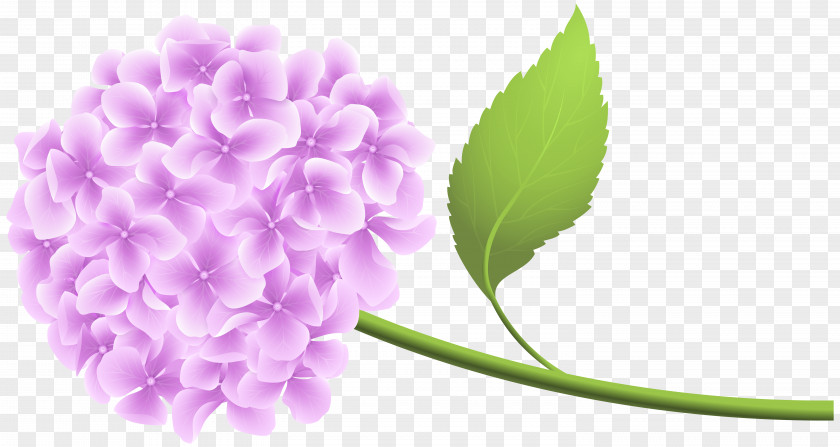 Hortensia French Hydrangea Lavender Clip Art PNG