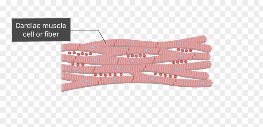 Muscular System Intercalated Disc Cardiac Muscle Gap Junction Tissue Skeletal PNG