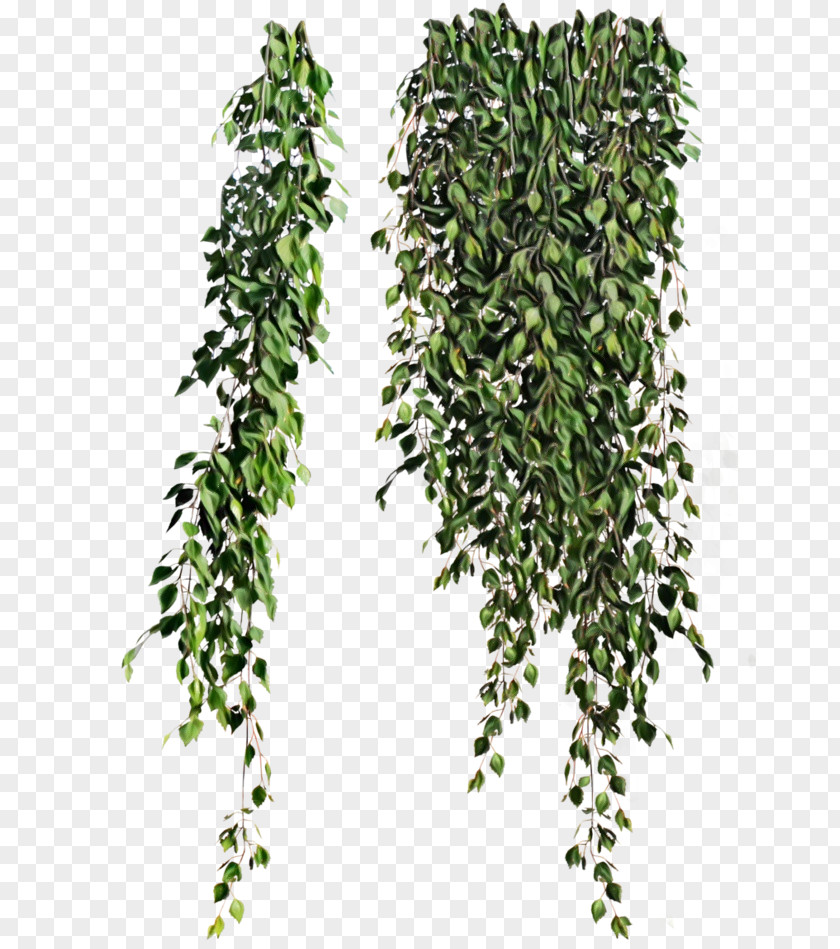 Vine Clip Art Plants Image PNG