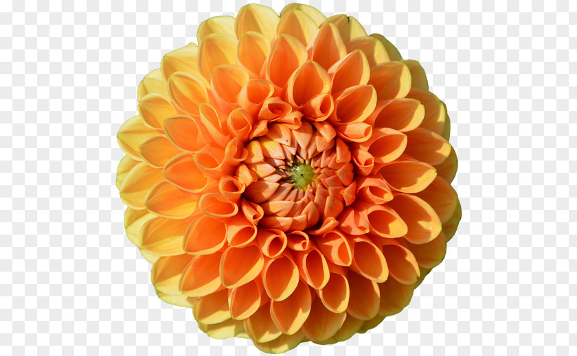 Zinnia Daisy Family Flowers Background PNG