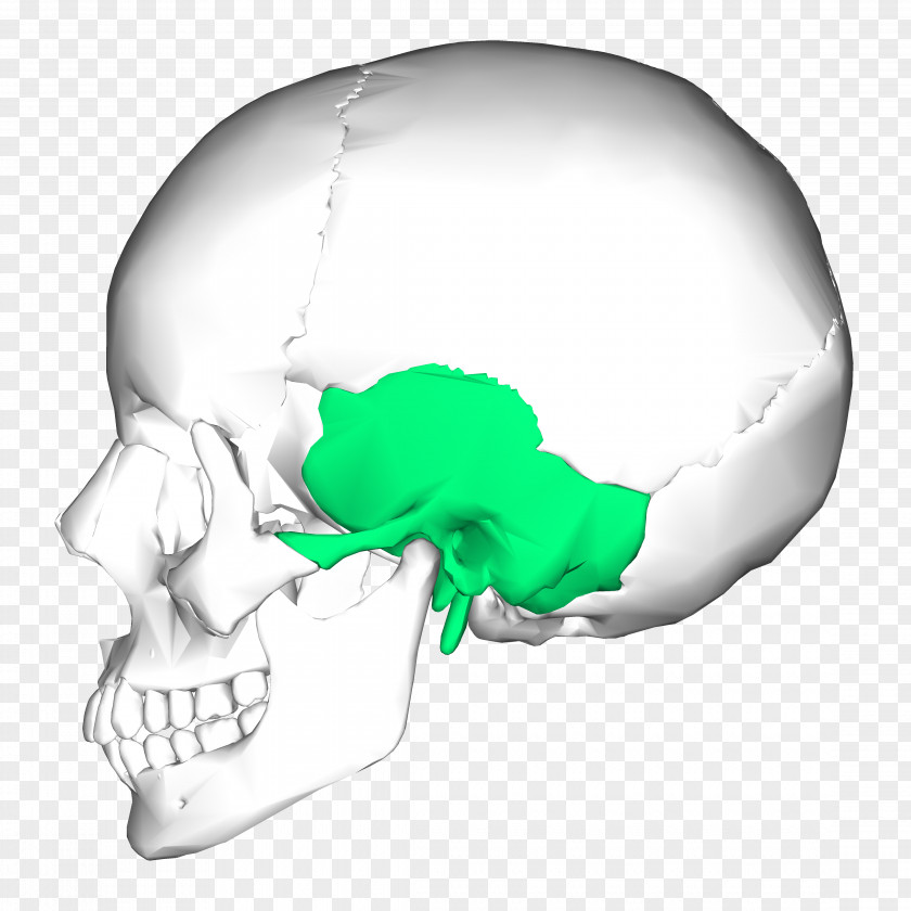 Bones Temporal Bone Occipital Skull Zygomatic PNG