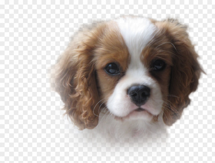 Cavalier King Charles Spaniel Puppy Dog Breed English Cocker PNG