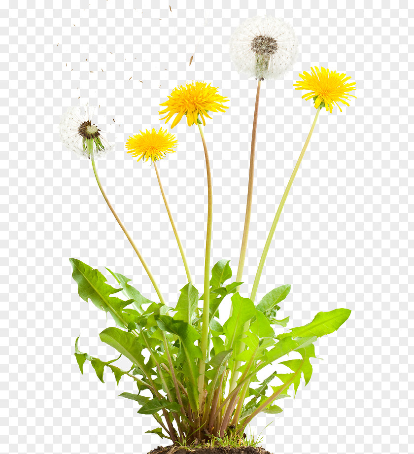 Dandelion Herbicide Weed Control Lawn PNG