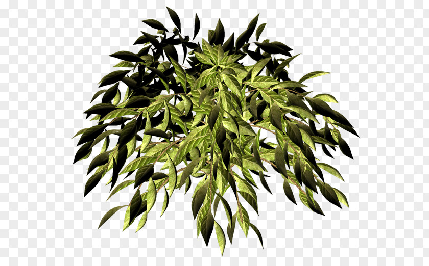 Leaf Evergreen PNG