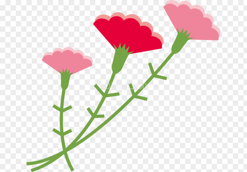 Carnation Flower Mother's Day Clip Art PNG
