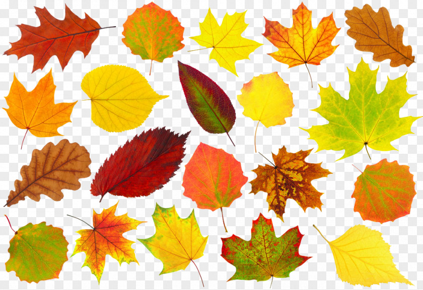 Autumn Leaves Leaf Color PNG