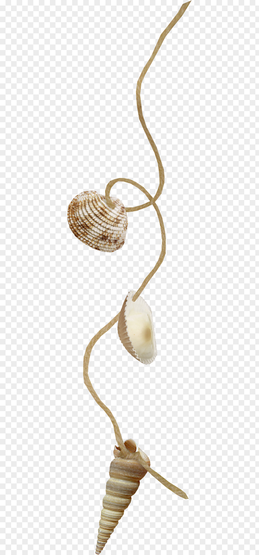 Conch Series Rope Digital Scrapbooking Icon PNG