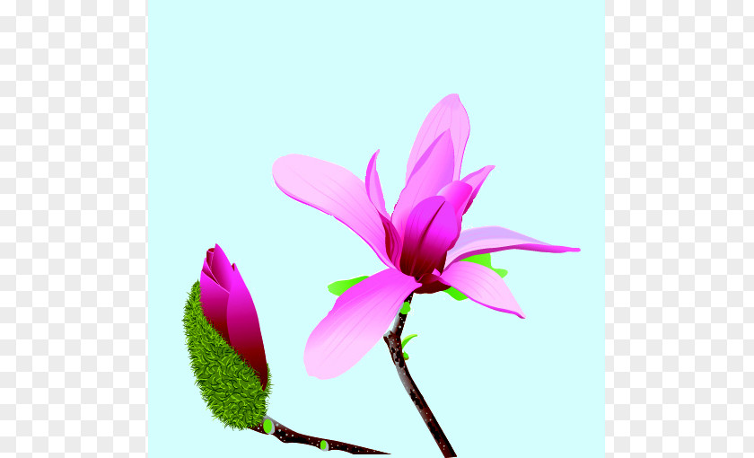 Herbaceous Plant Magenta Pink Flower Cartoon PNG