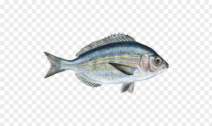 Rayfinned Fish Bass Watch Cartoon PNG