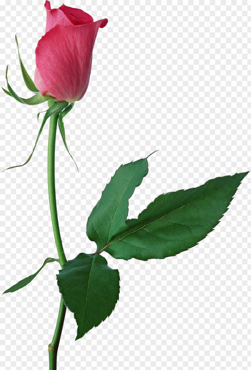 Rose Centifolia Roses Bud Pink Clip Art PNG