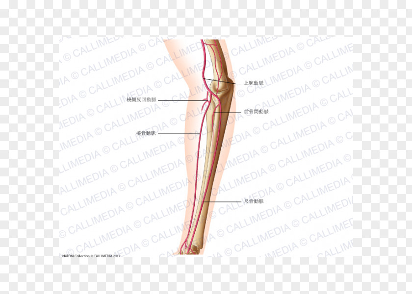 Thumb Hip Thigh Human Leg Elbow PNG leg Elbow, others clipart PNG