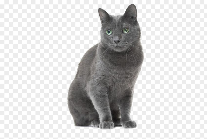 American Shorthair Cat Russian Blue British Tabby Stock Photography PNG