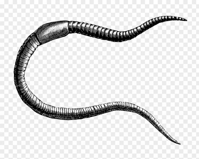 Annelida Pennant The Earthworm Annelid Drawing PNG