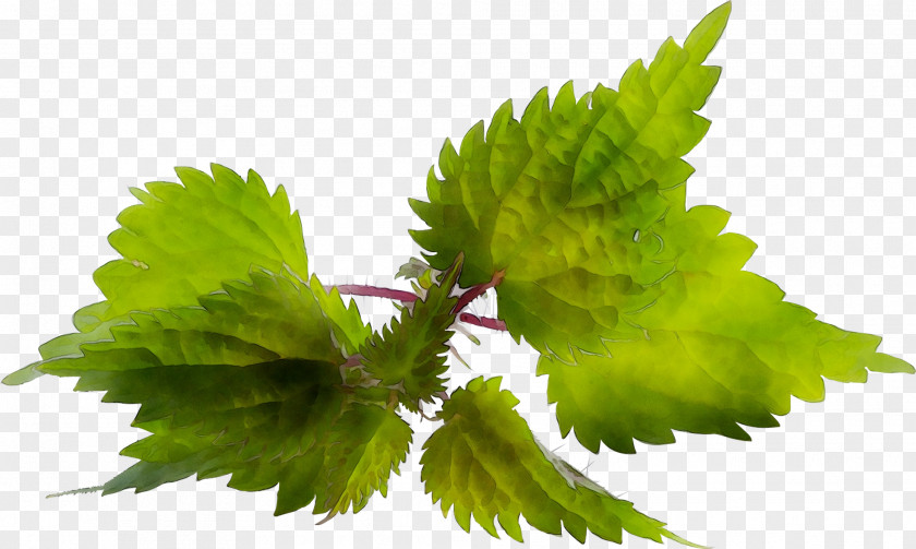 Leaf PNG