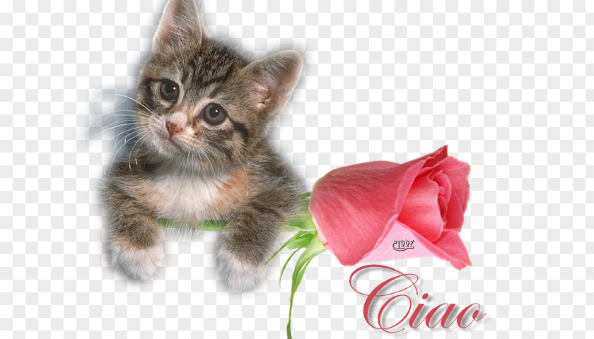 Love Gif Kitten Whiskers Domestic Short-haired Cat Ragdoll Felix The PNG