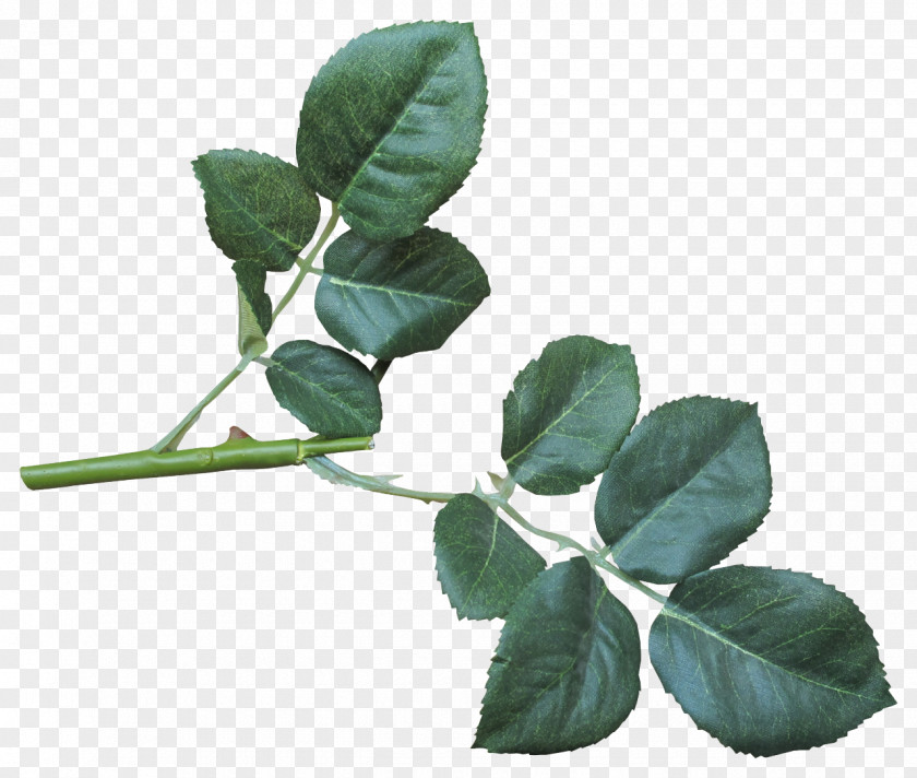 Mines Leaf Plant Stem PNG