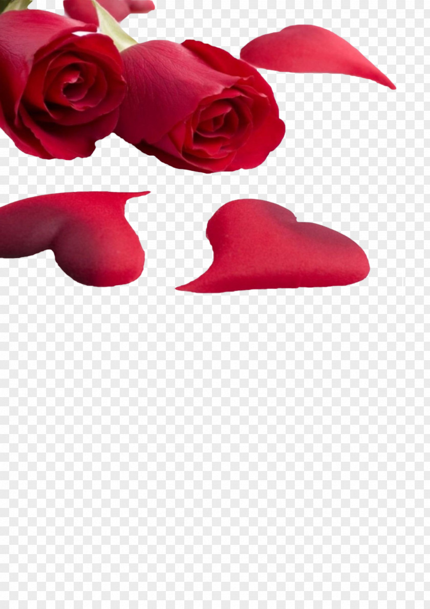 Rose Love Heart Valentines Day Wallpaper PNG