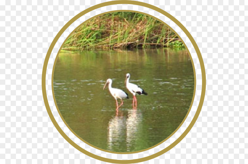 Stork Crane Water Resources Bird Pond PNG