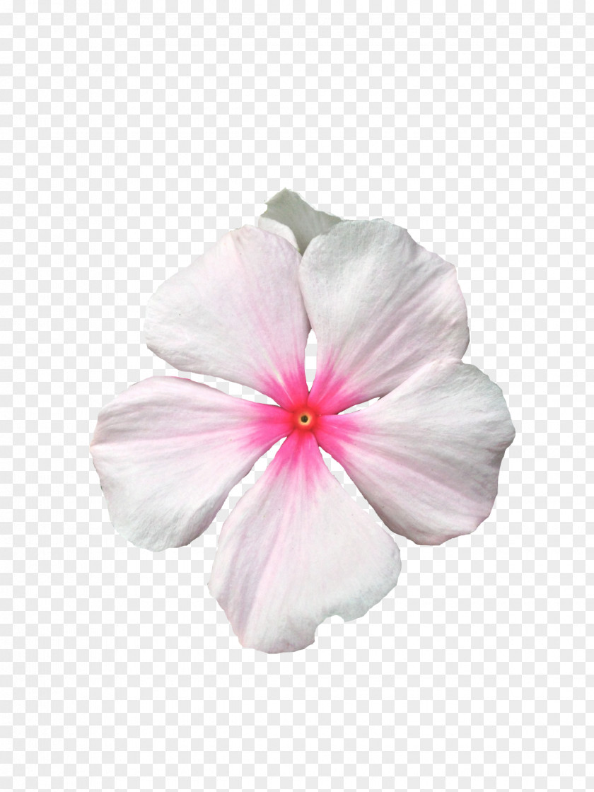 Transparent Flower Crown Background Rosemallows PNG
