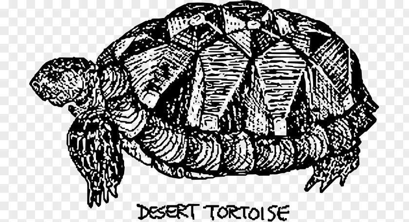 Turtle Box Turtles Desert Tortoise Sea PNG
