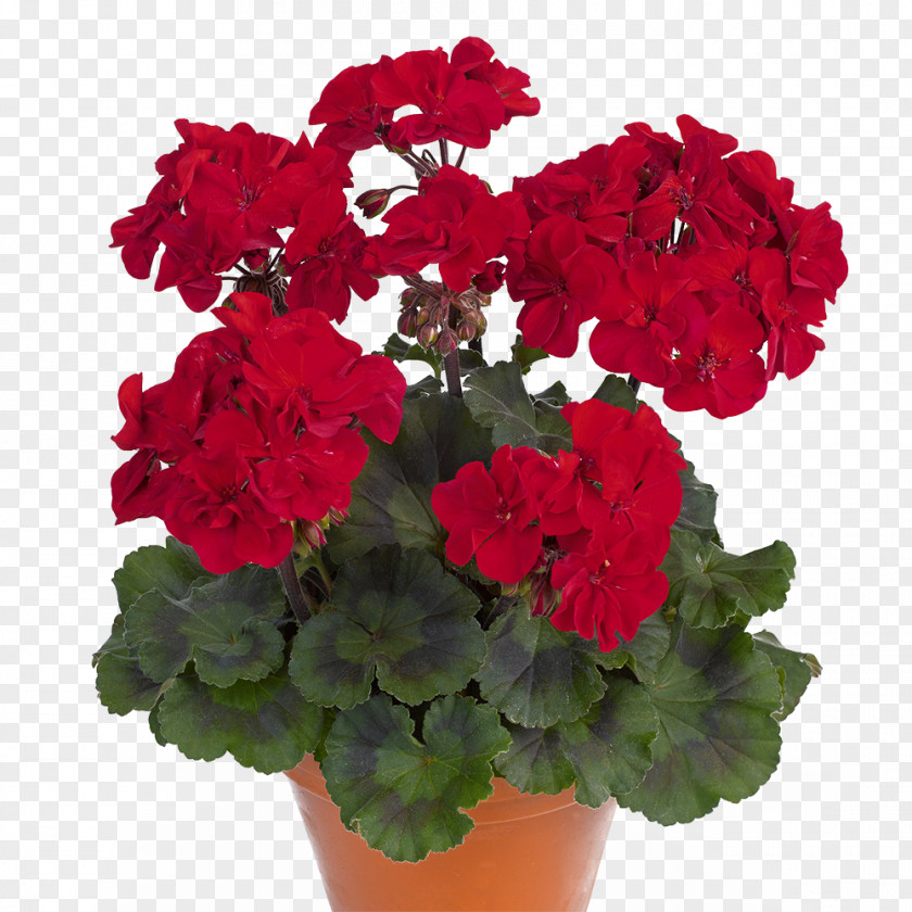 Wholesale Pelargonium Peltatum Zonale Flower Duftpelargonie Regal PNG