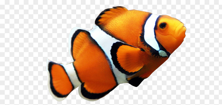 Fish PNG clipart PNG