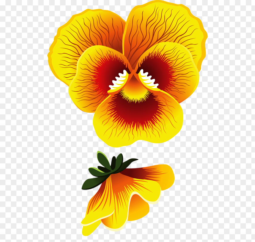 Flower Pansy Common Hibiscus Drawing Yellow PNG
