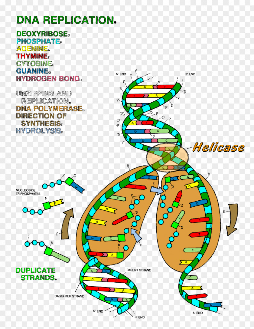 Fruit Vegetable Letter Alphabet The Double Helix: A Personal Account Of Discovery Structure DNA Replication Color Transcription PNG