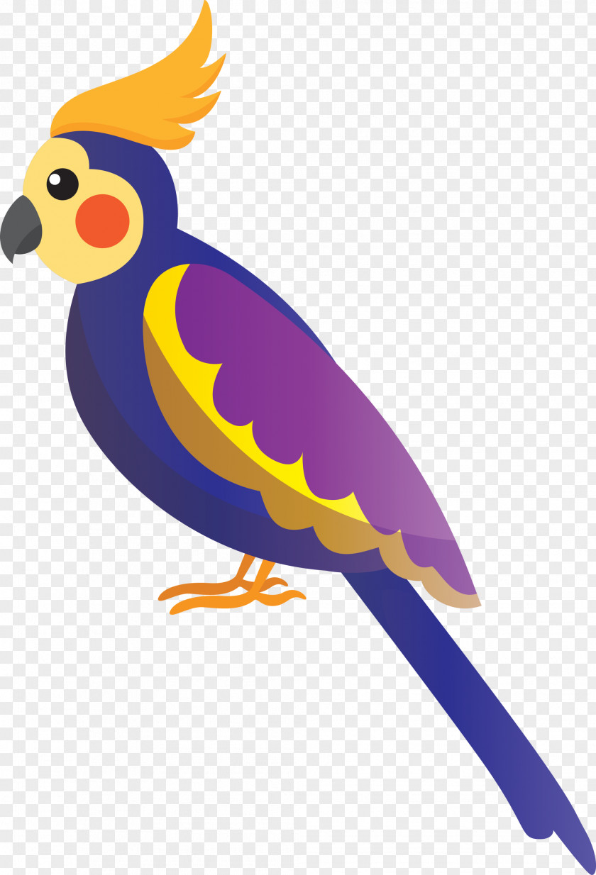 Parrots Chicken Beak PNG