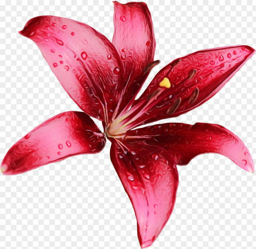 Ti Plant Flowering Petal Pink Lily Flower Red PNG