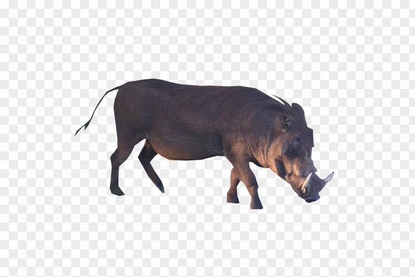 Wild Pigs Boar Common Warthog Transparency Desktop Wallpaper PNG