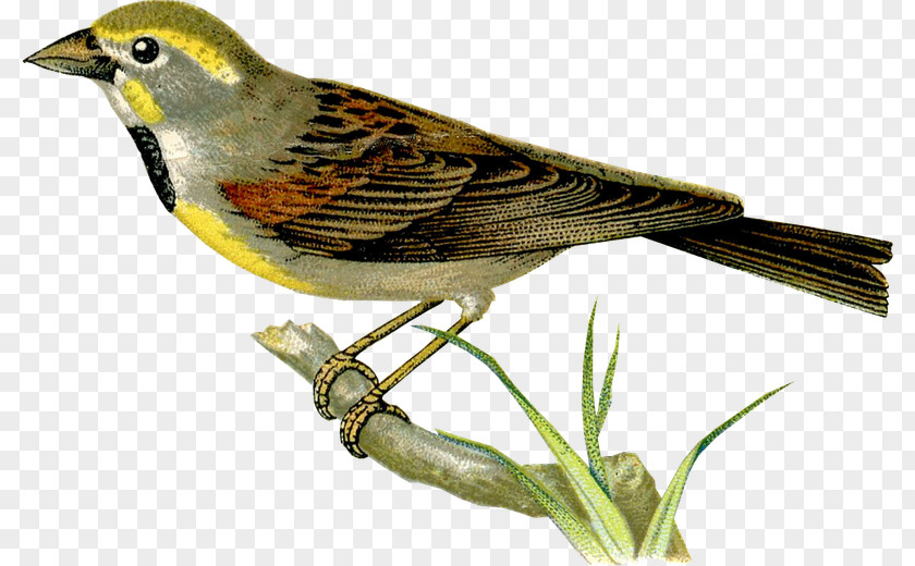 Bird Tanagers Drawing Image Graphics PNG